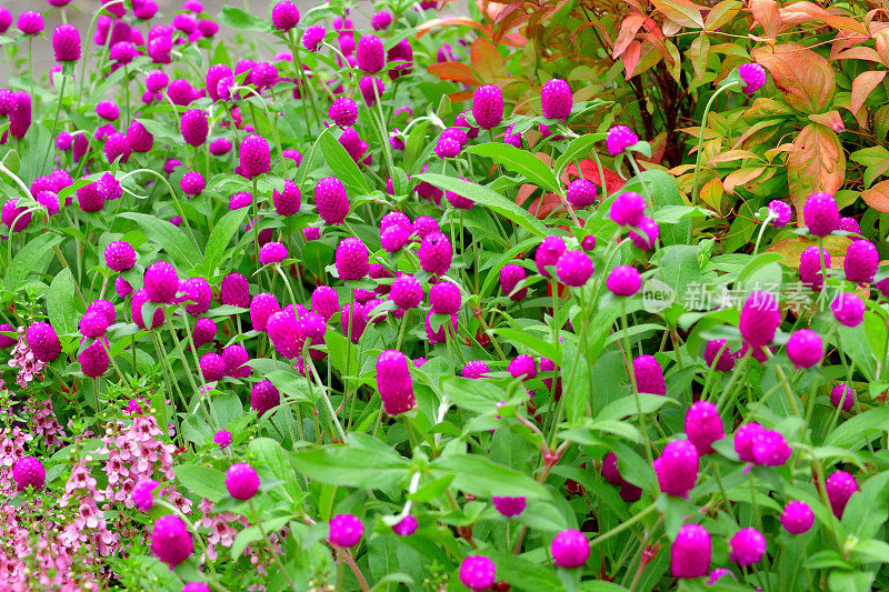 Gomphrena globbosa /全球苋菜花